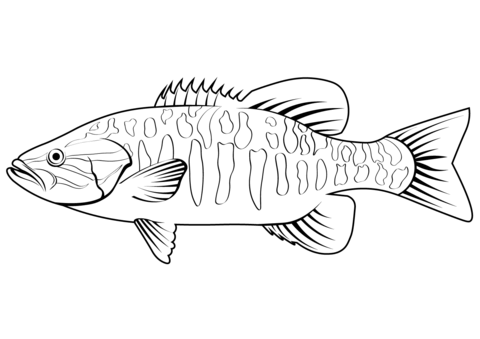 Smallmouth Bass (Micropterus Dolomieu) Coloring Page